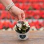 Begonia – Bada Boom White – 4″ Pot